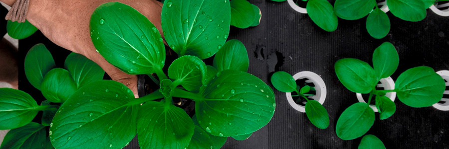 مشاوره در واتساپ